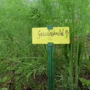 Foto vom Gewürzfenchel