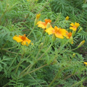 Foto einer Blüte von Würz-Tagetes