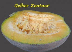 GelberZentner_K My
