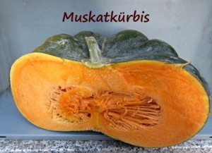 Muskatkuerbis_K My