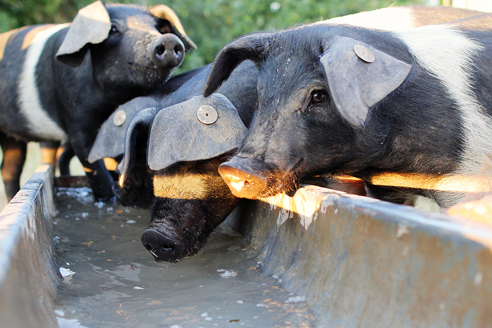 Schweine am Trog