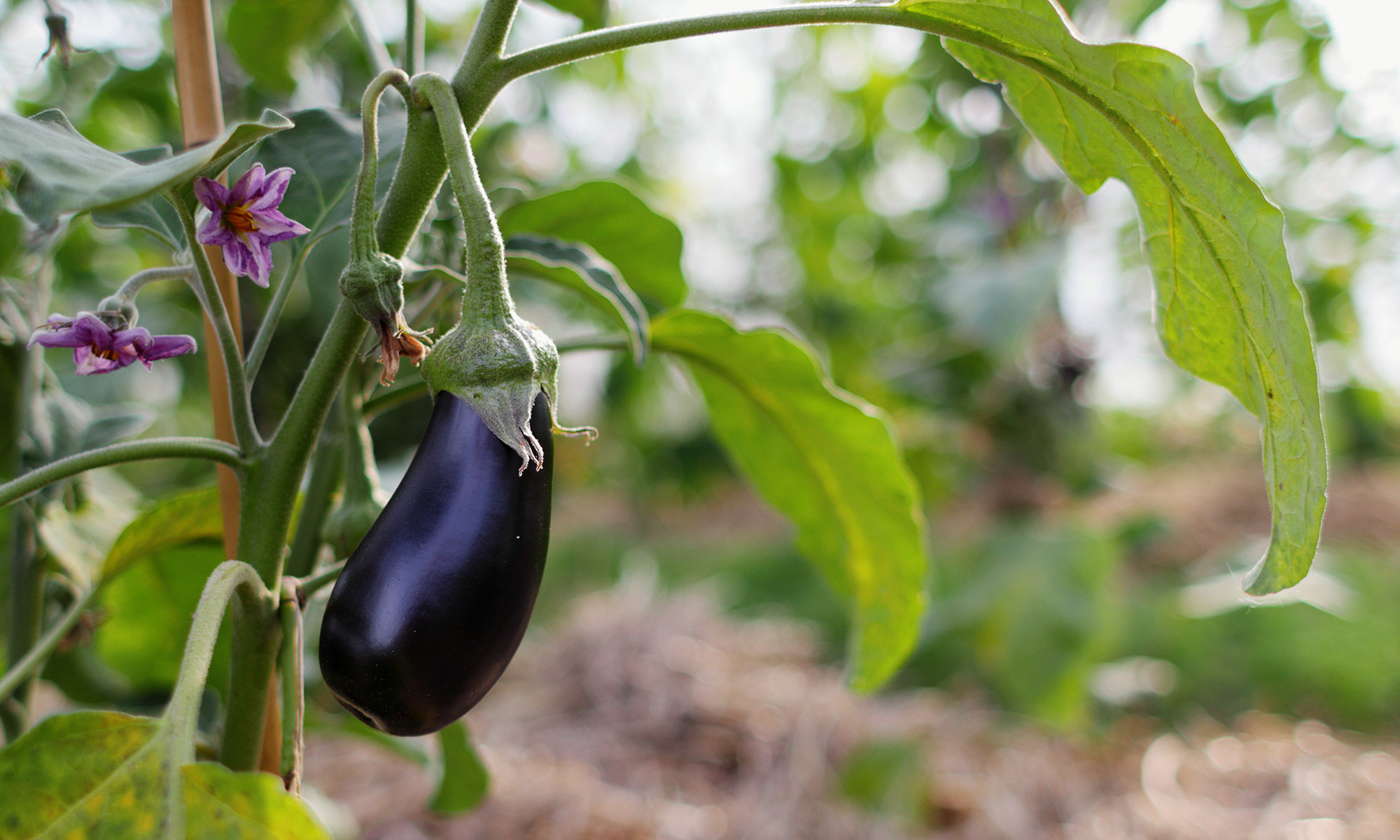 Aubergine im Gewächshaus