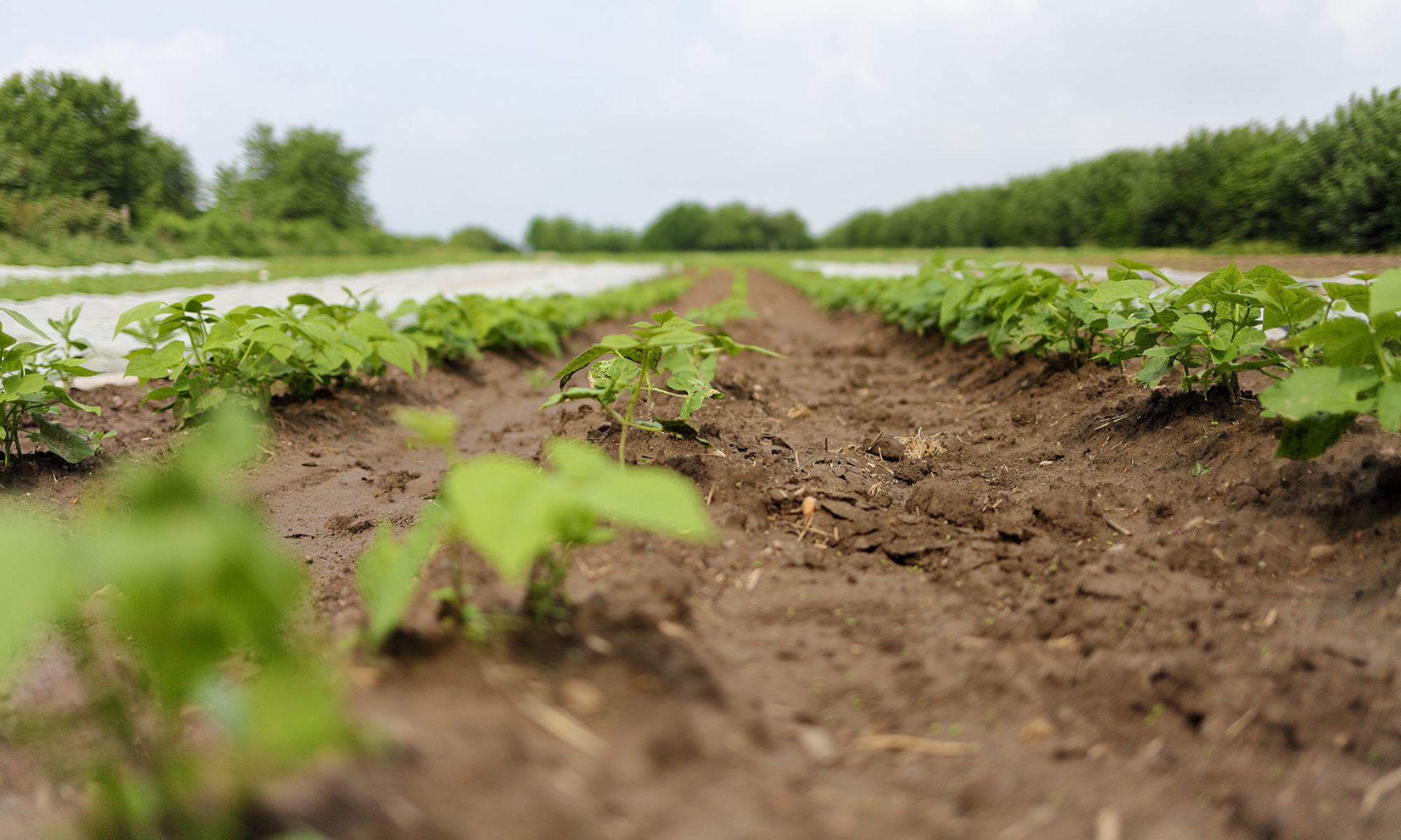 Feld mit jungen Bohnenpflanzen