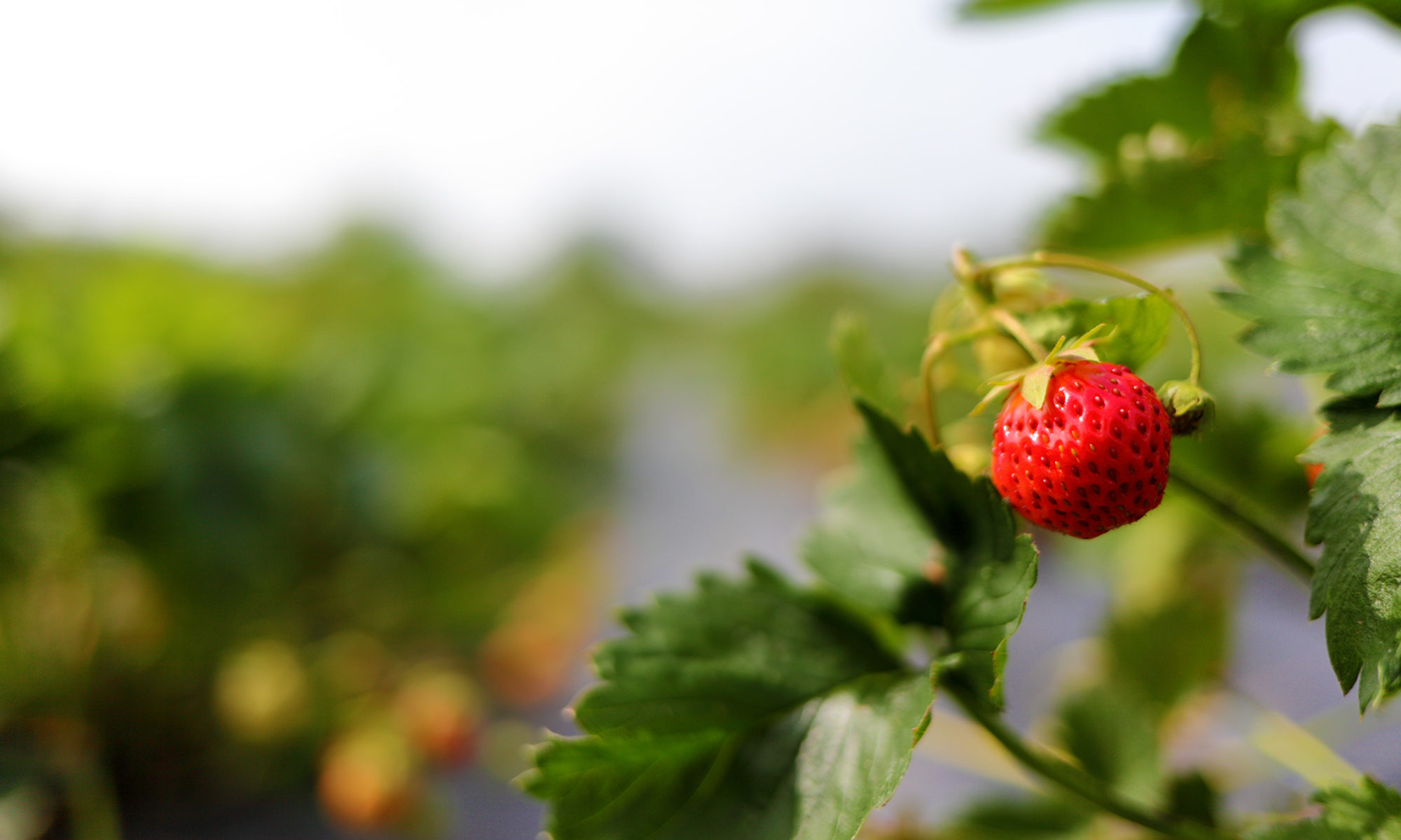 Erdbeere im Focus