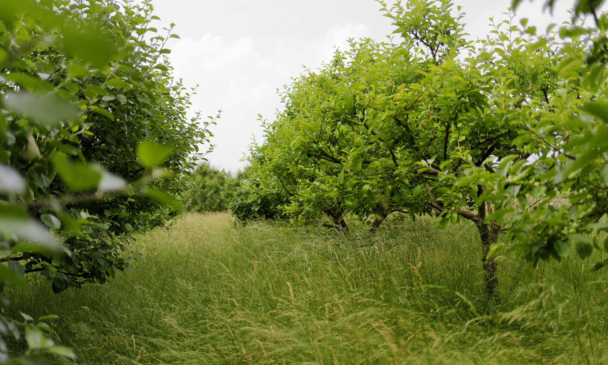 Obstbaumwiese