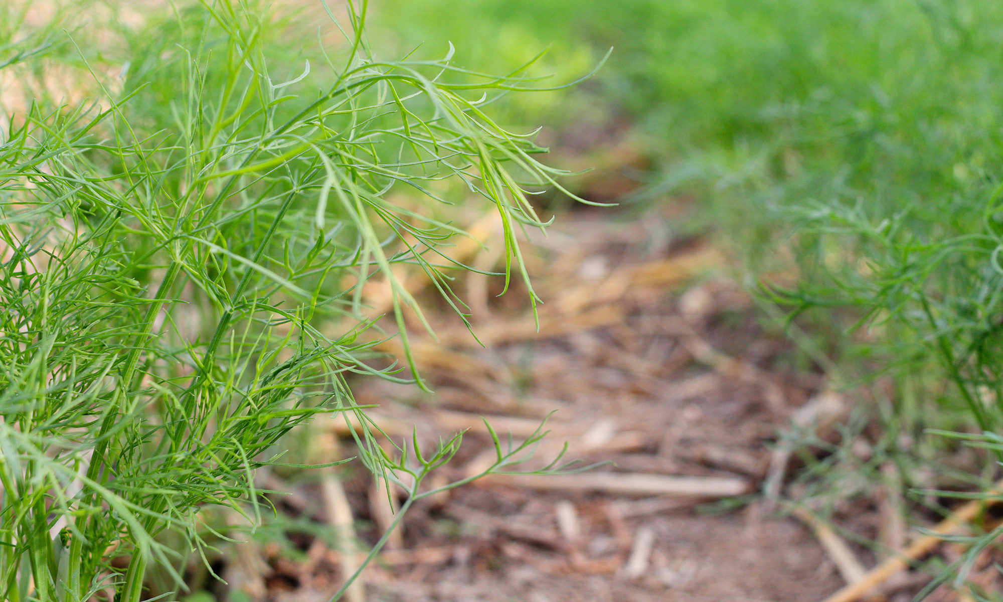 Gewürzfenchel im Gewächshaus