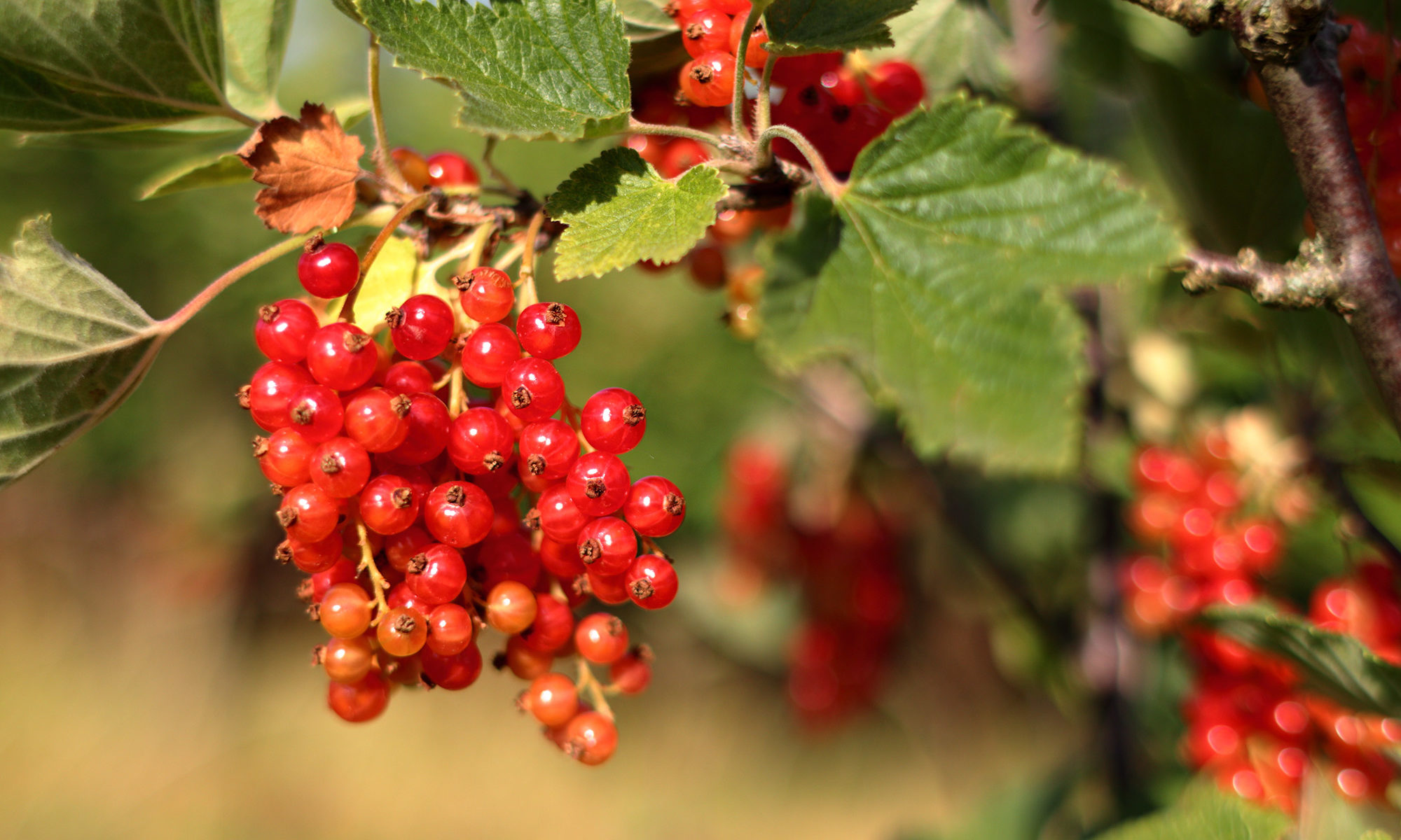 Johannisbeeren rot