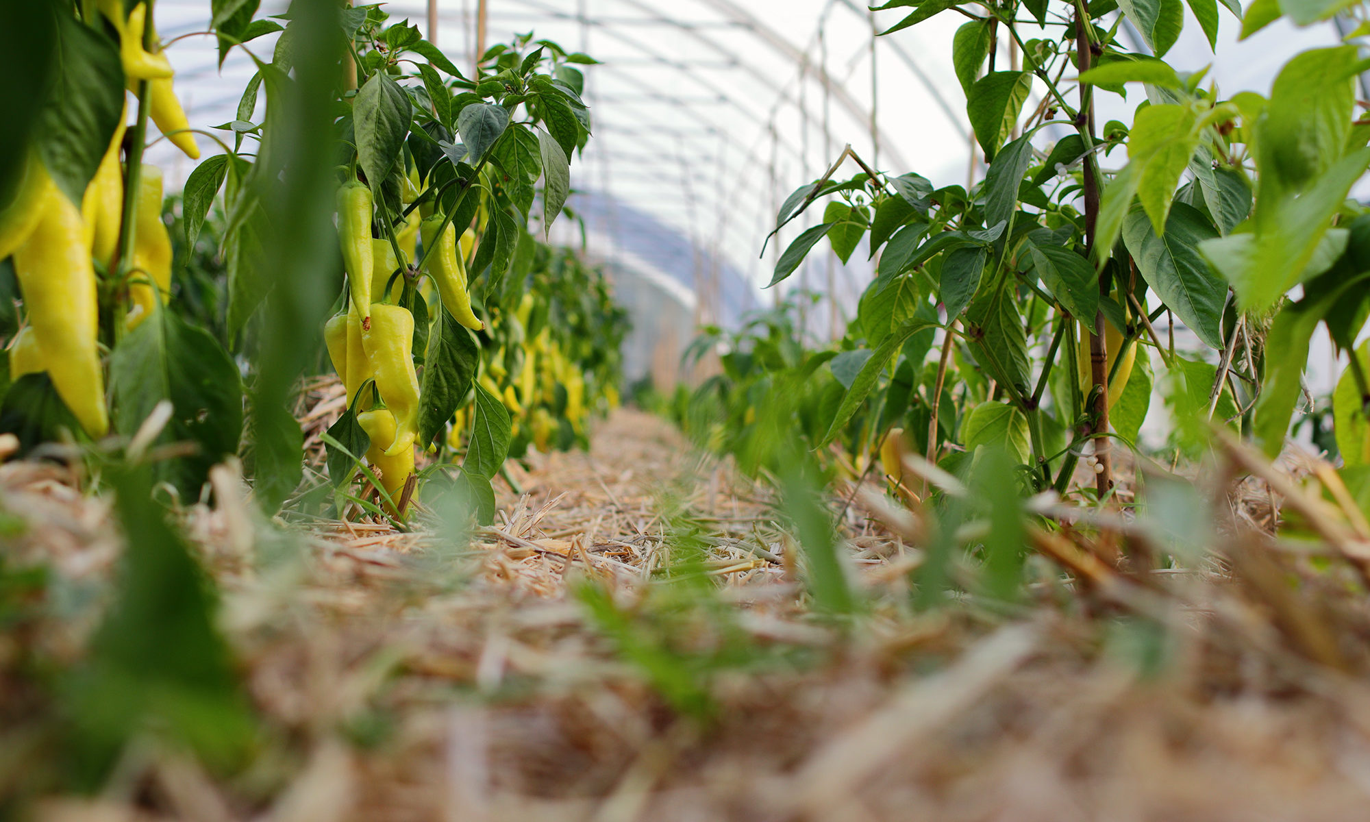 Paprika gelb im Gewächshaus