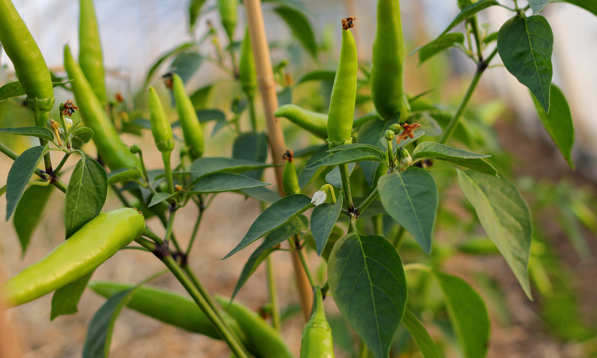 Chili grün im Gewächshaus