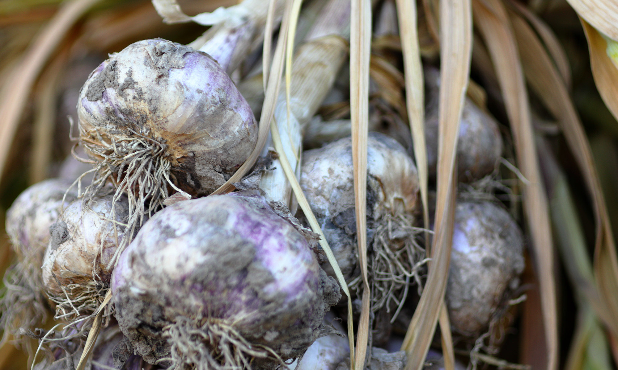 Knoblauch zum trocknen in der Scheune