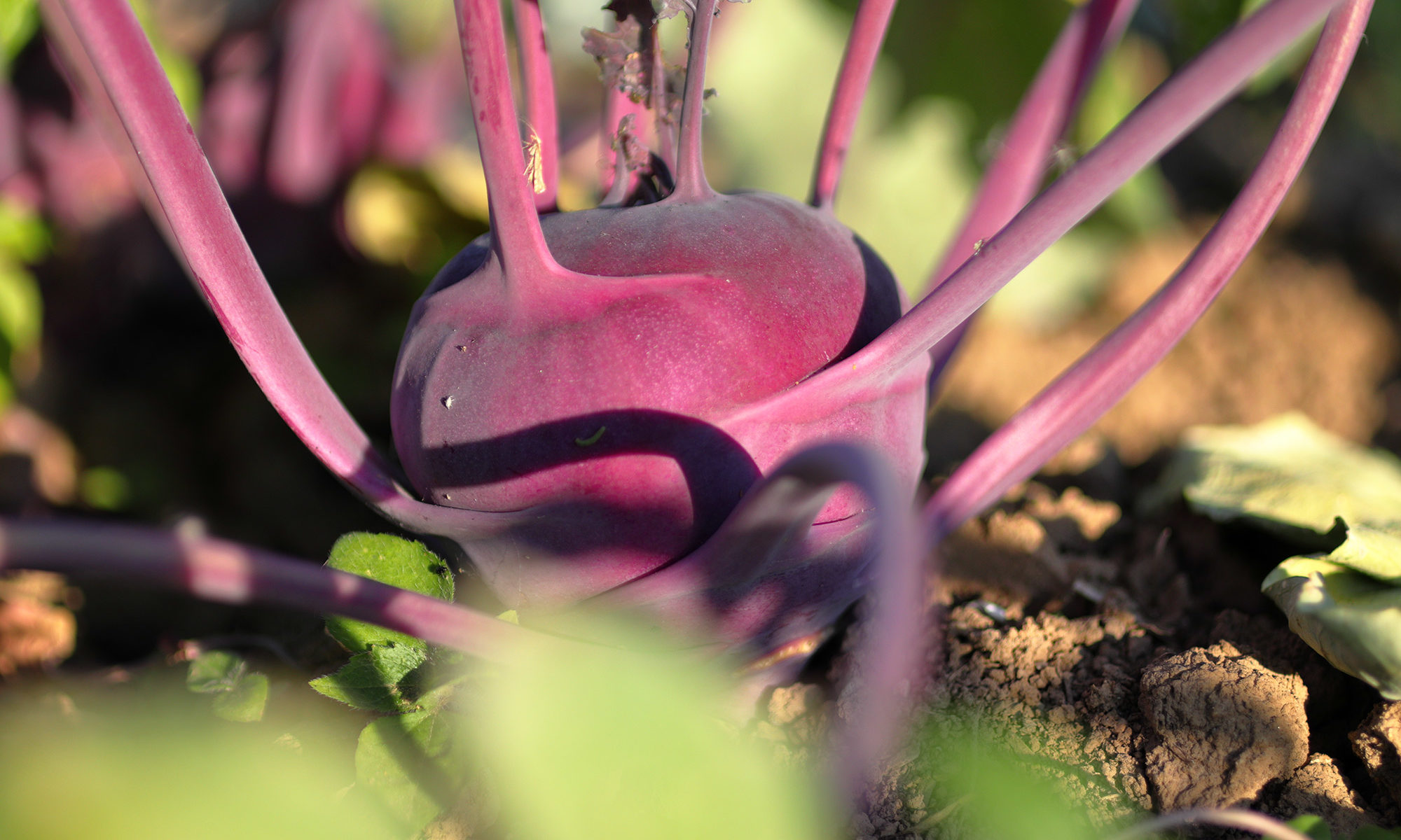 Kohlrabi auf dem Feld