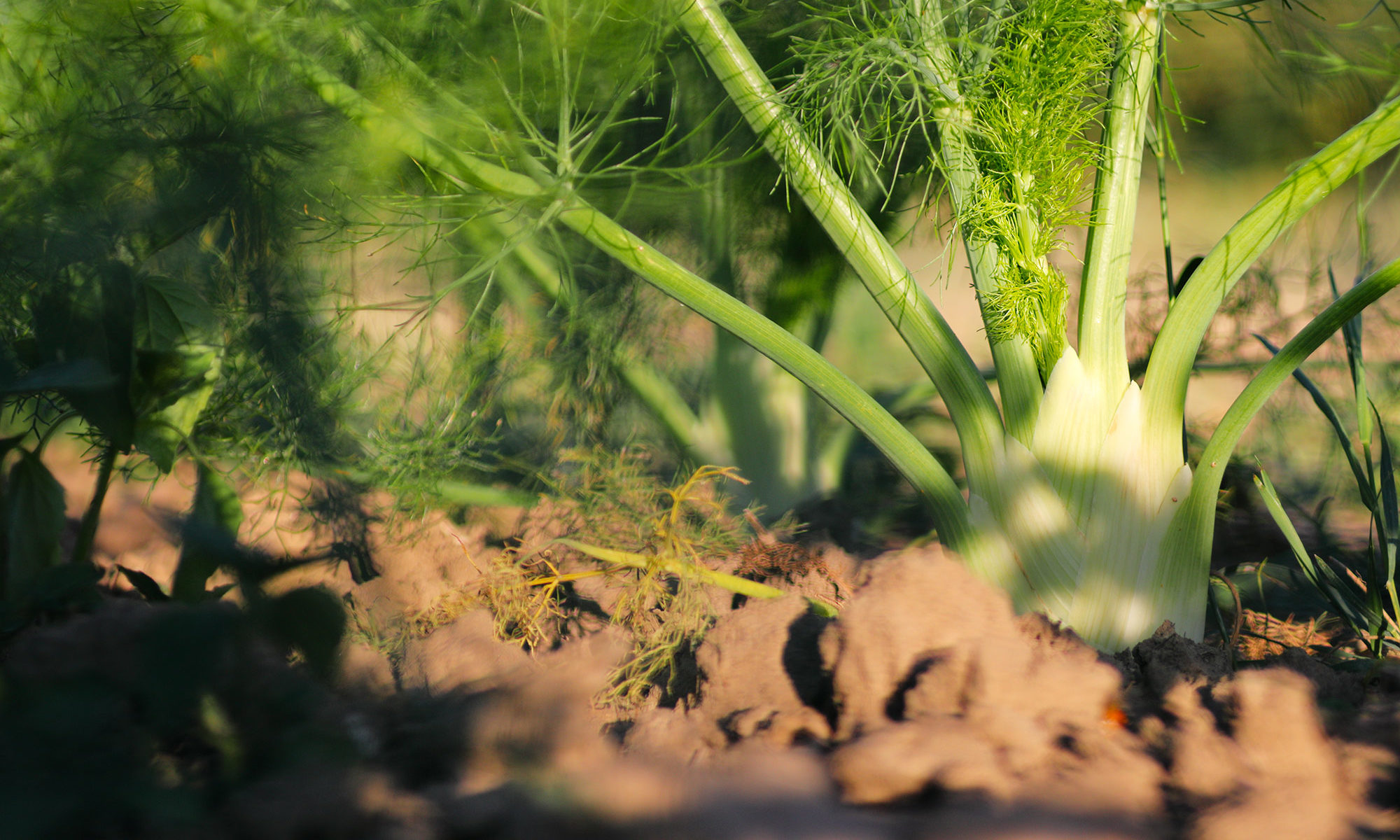 Fenchel auf dem Feld