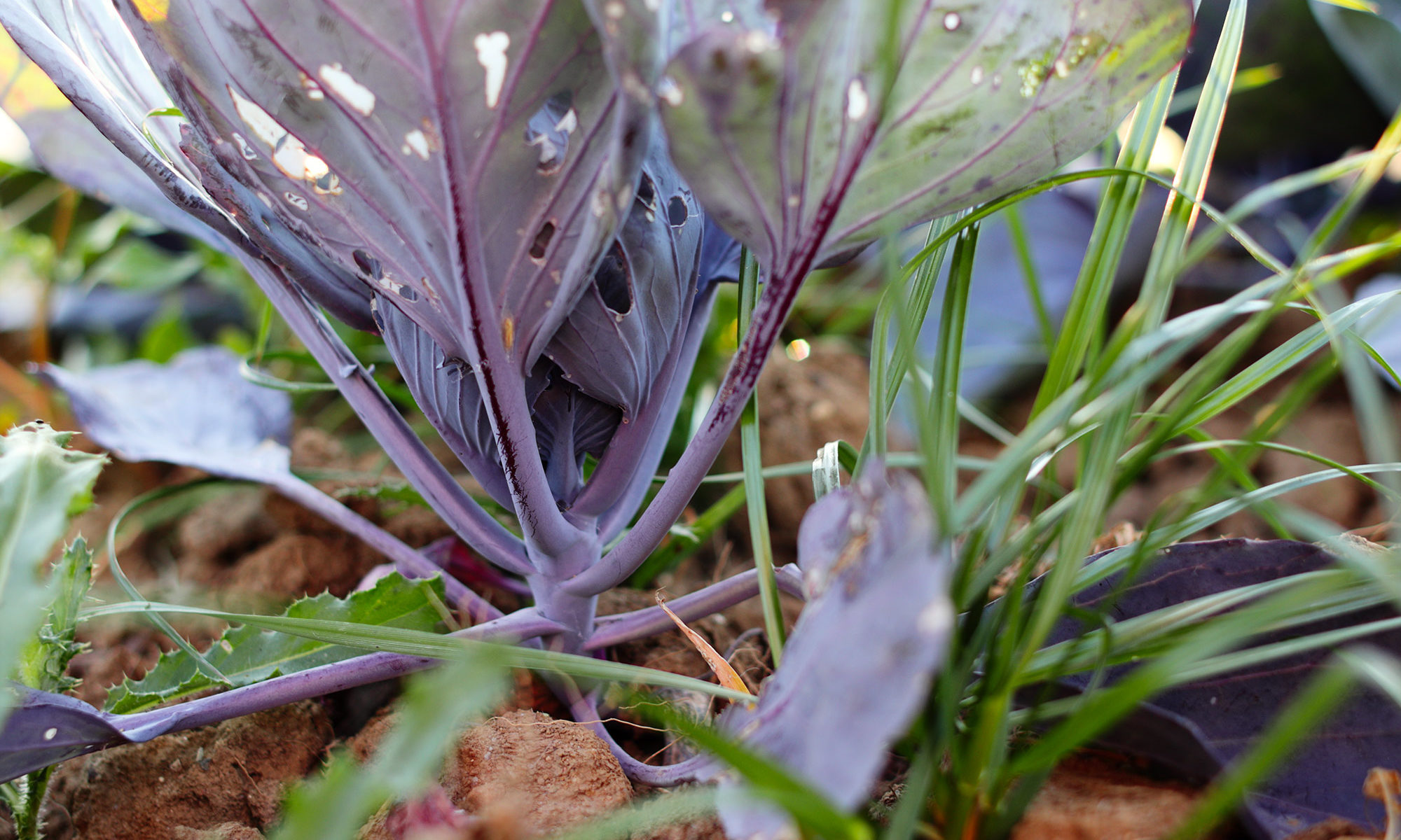 Kohl lila auf dem Feld