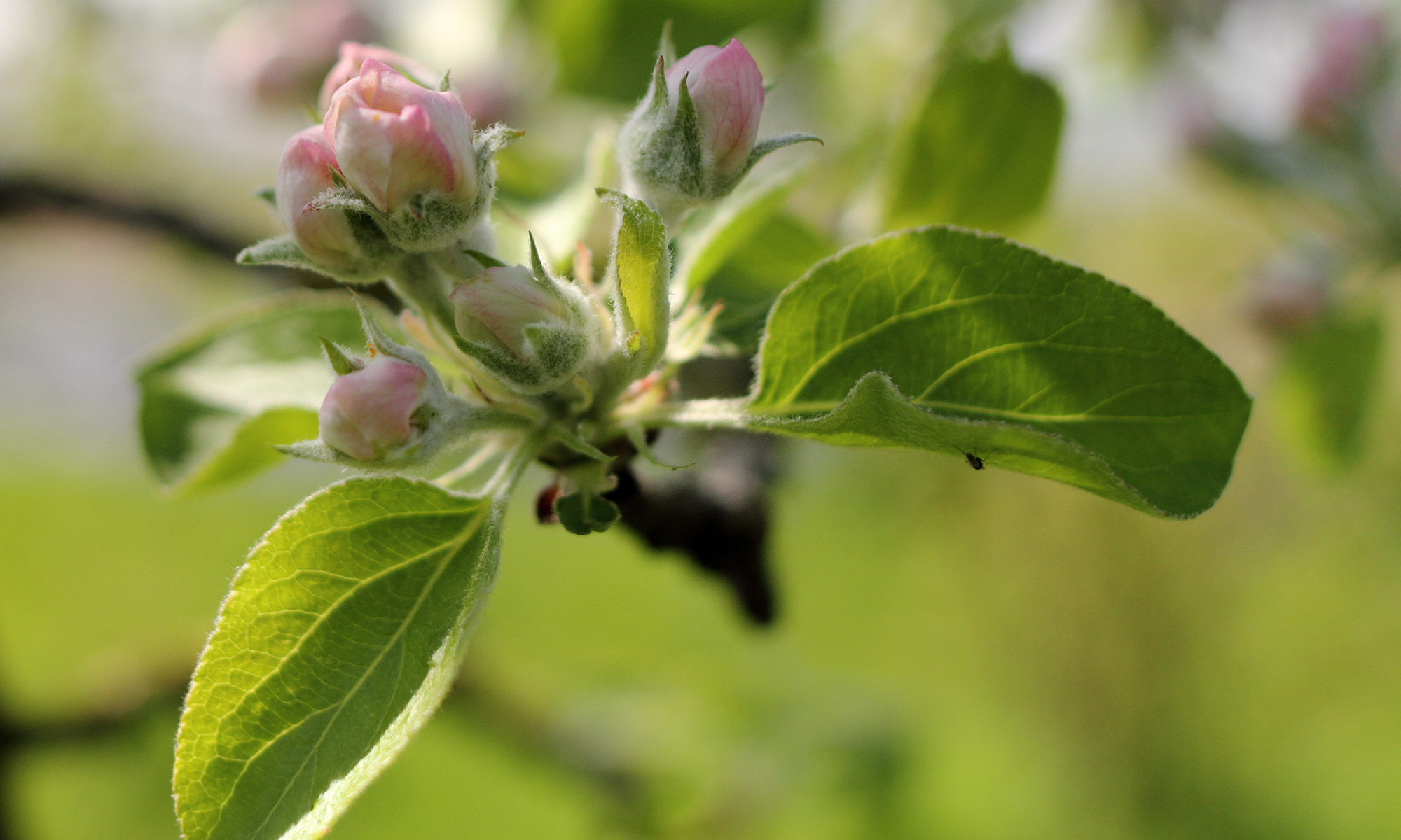 Apfelblüte