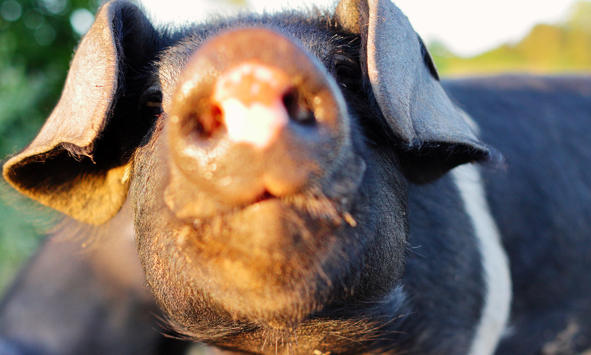 Schwein blickt in die Kamera, Sonne im Gesicht