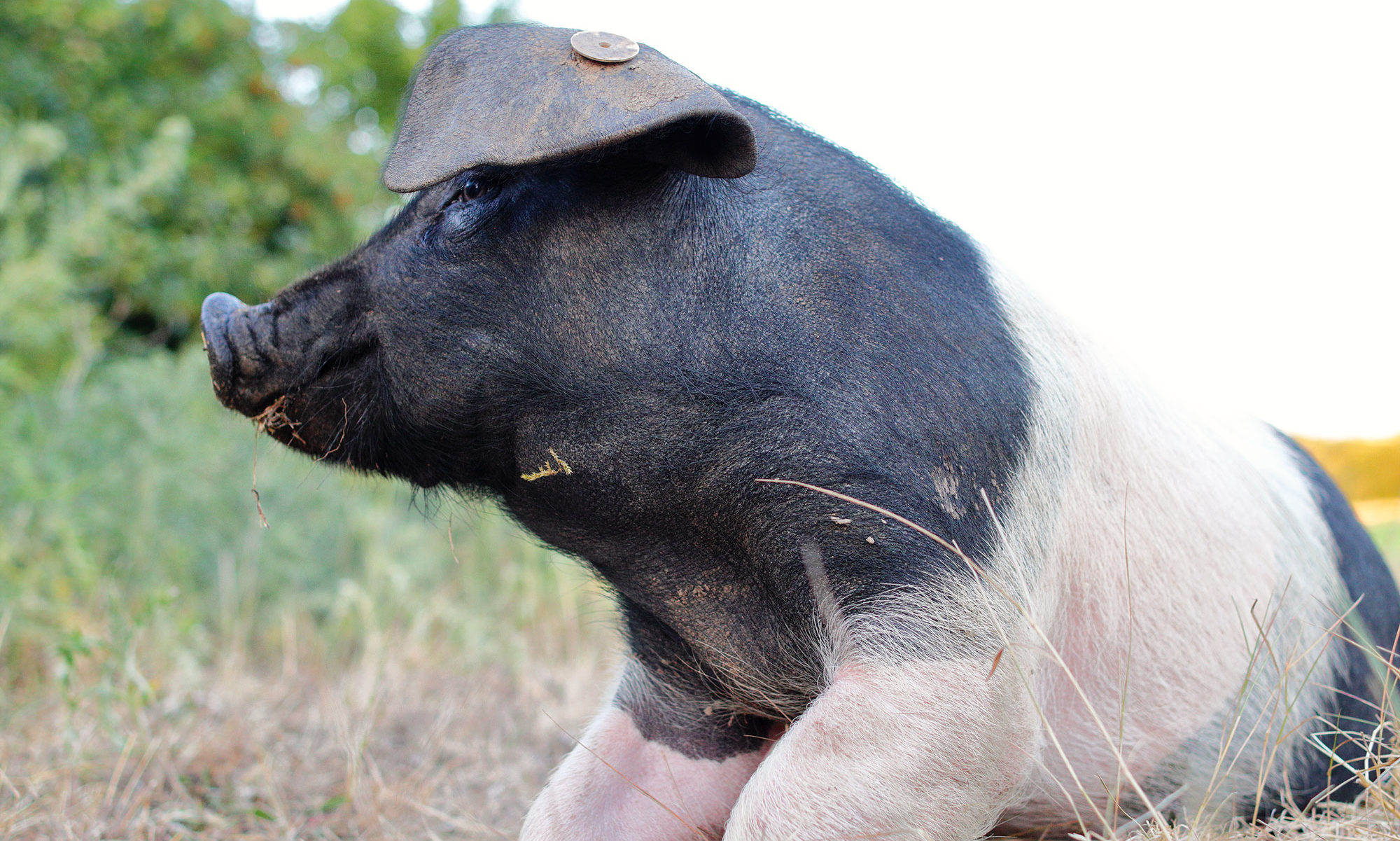 Schwein liegt im Gras