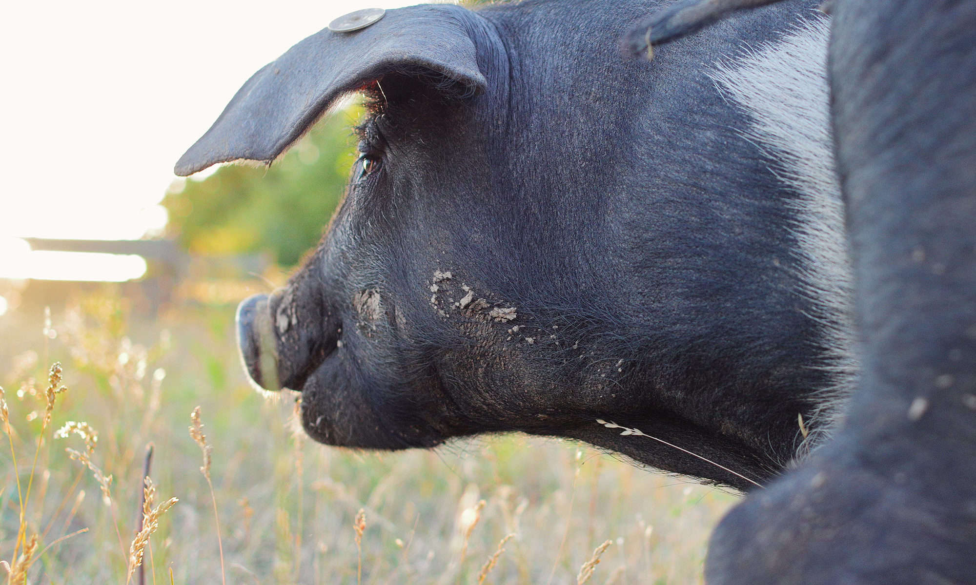 Schwein läuft im Gras, Sonnenuntergang