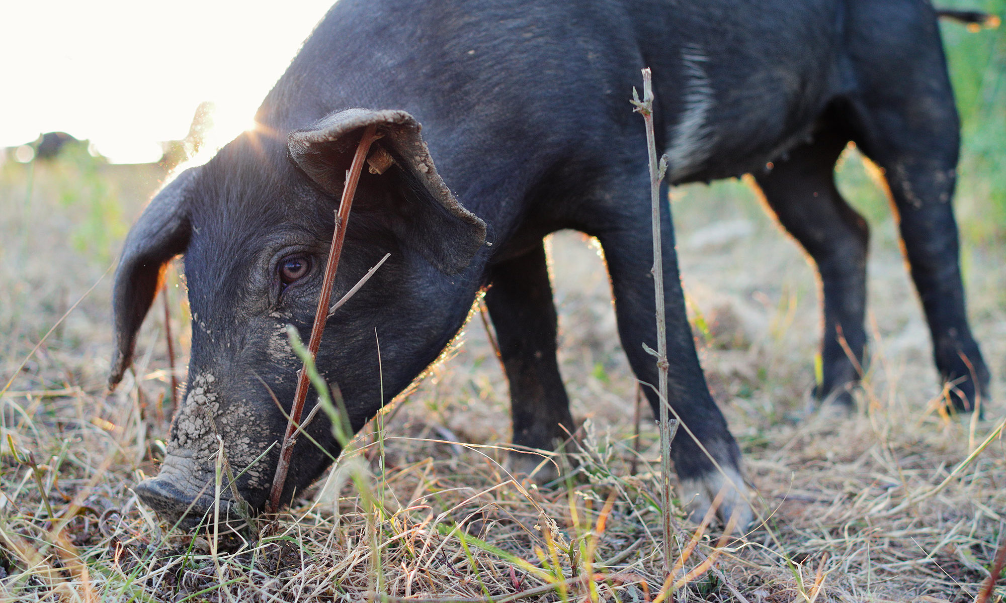 Schwein schnüffelt am Boden, im Sonnenuntergang
