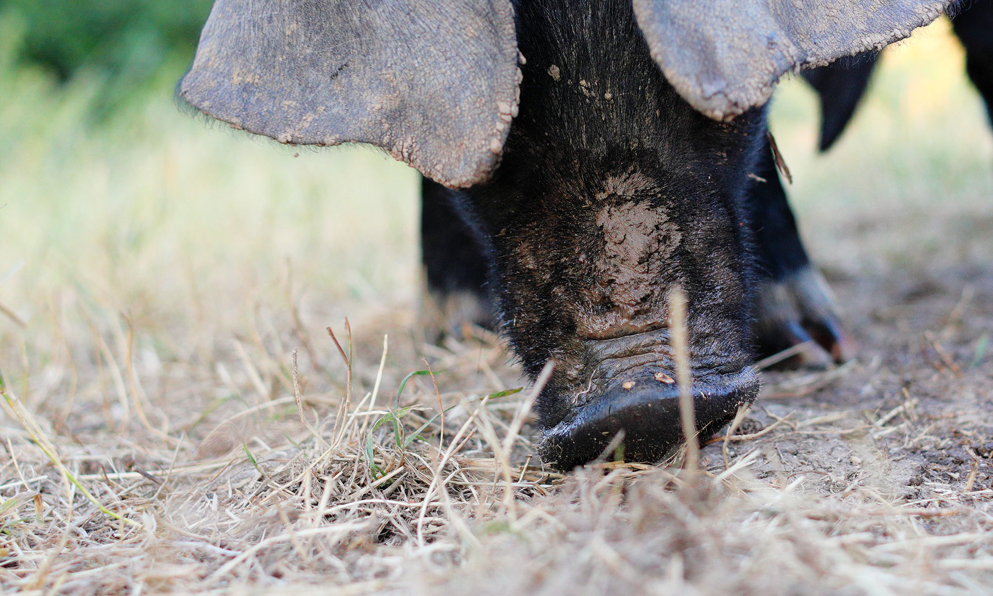Schweineschnauze schnüffelt am Boden