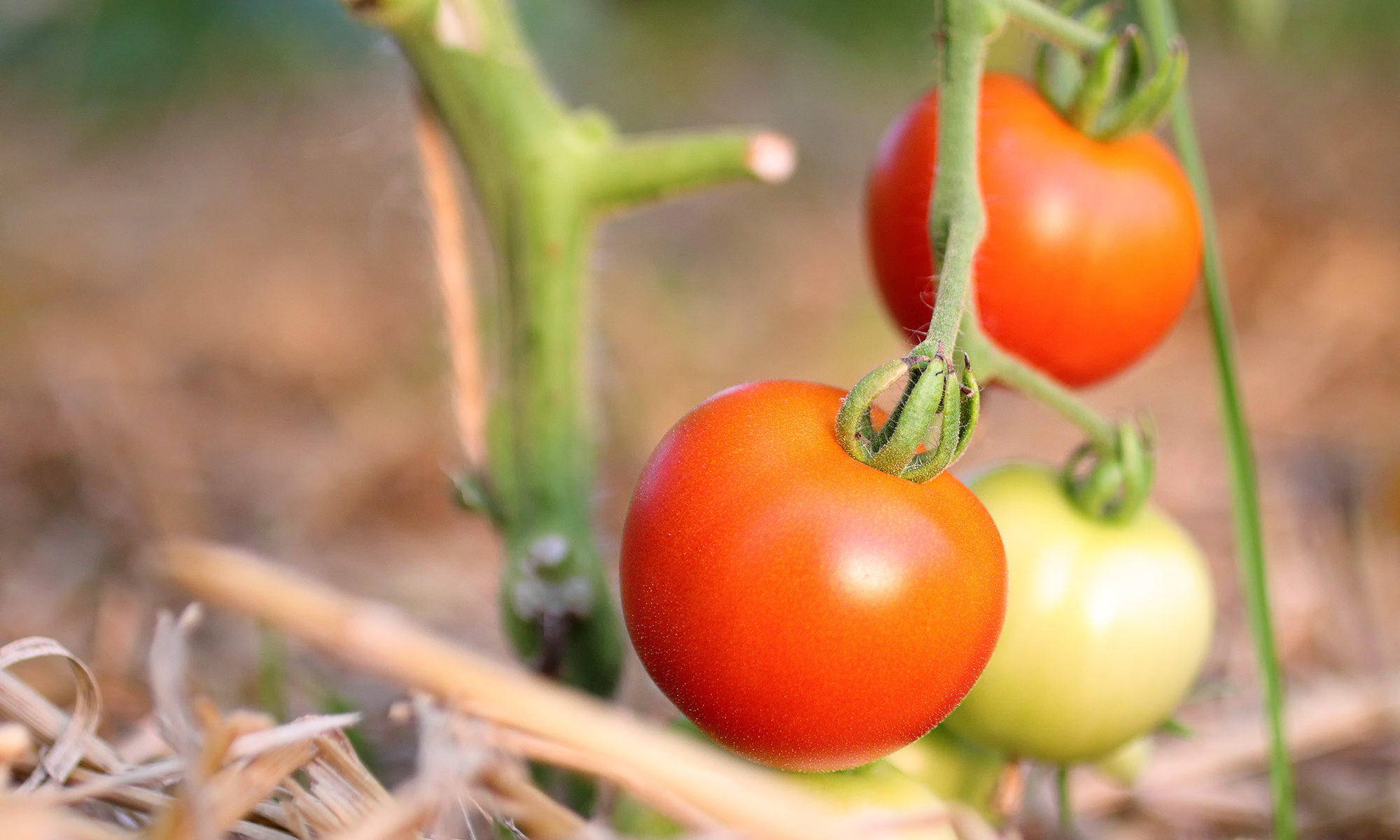 Tomaten rot und grün im Gewächshaus