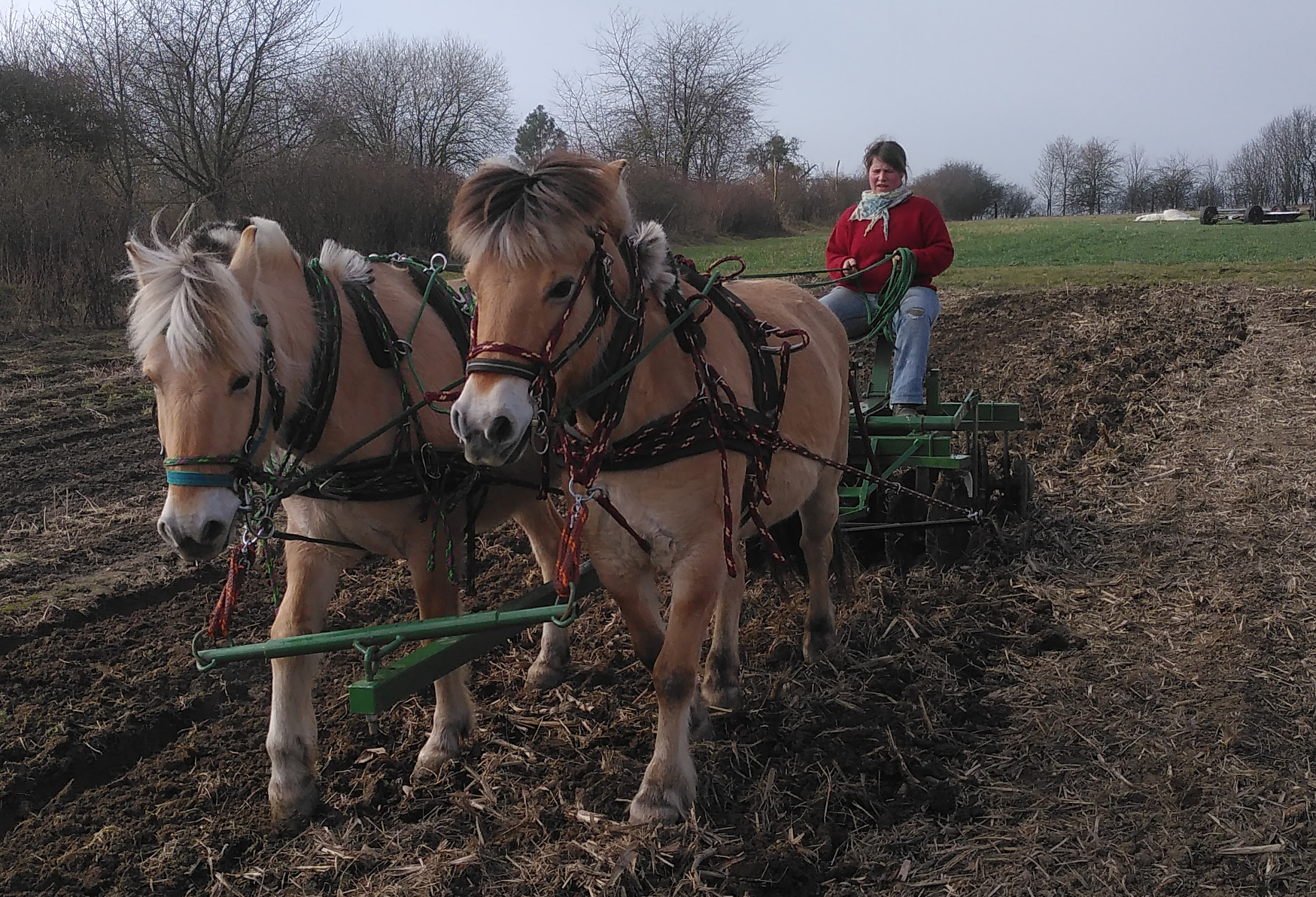 Arbeitspferde auf dem Acker