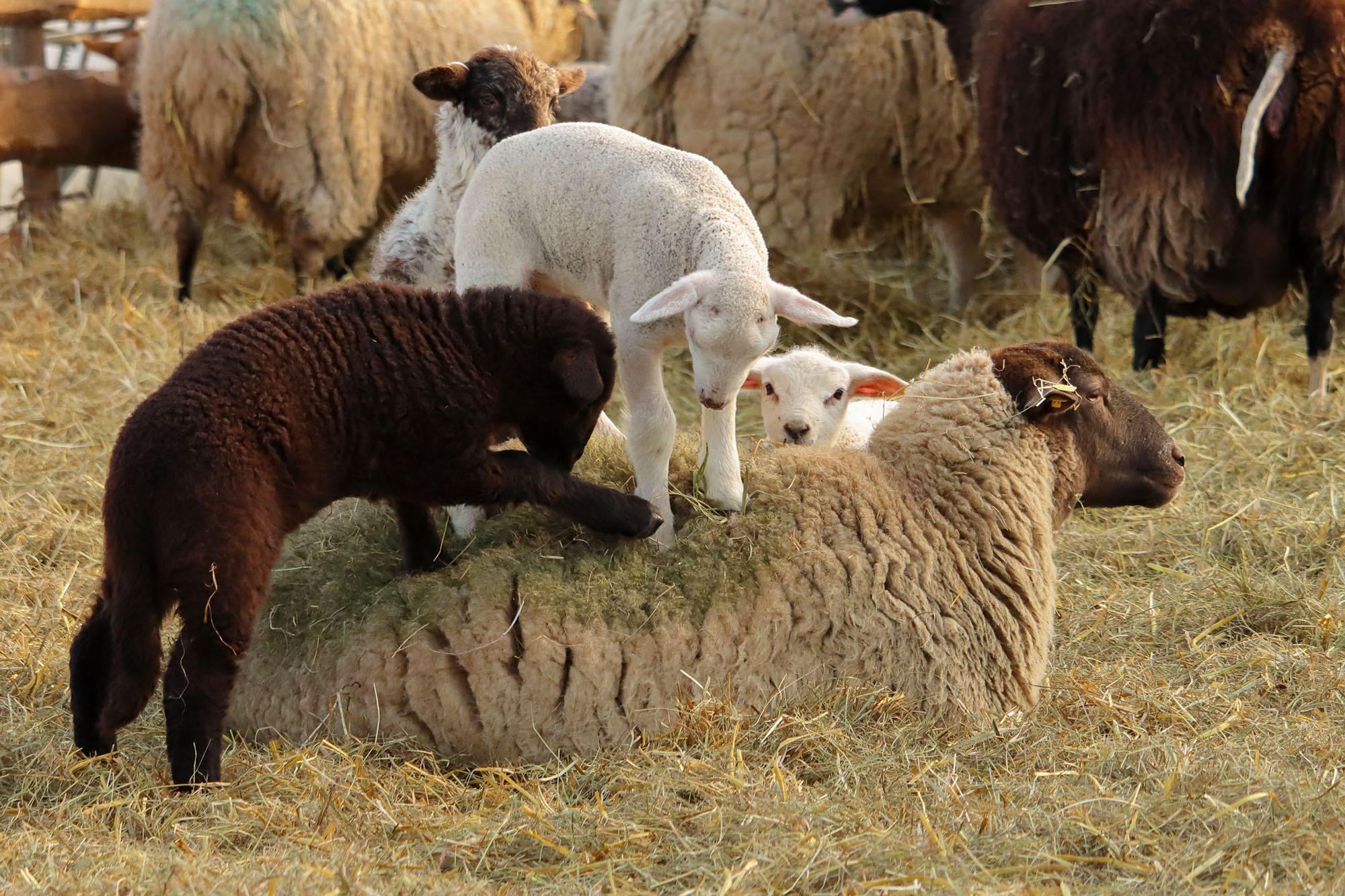 Lämmer klettern auf Schaf