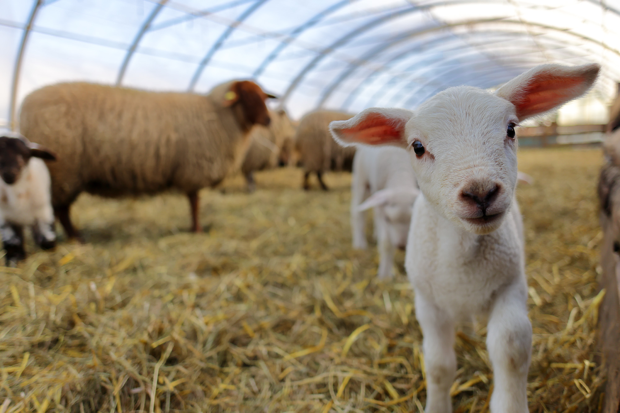 Lamm guckt neugierig in die Kammera
