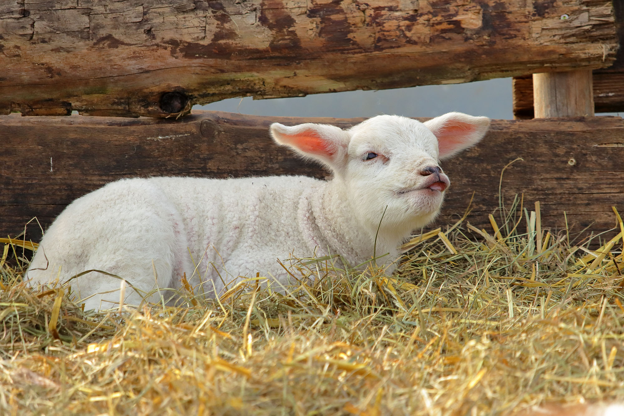 Lamm liegend mit rausgesteckter Zunge