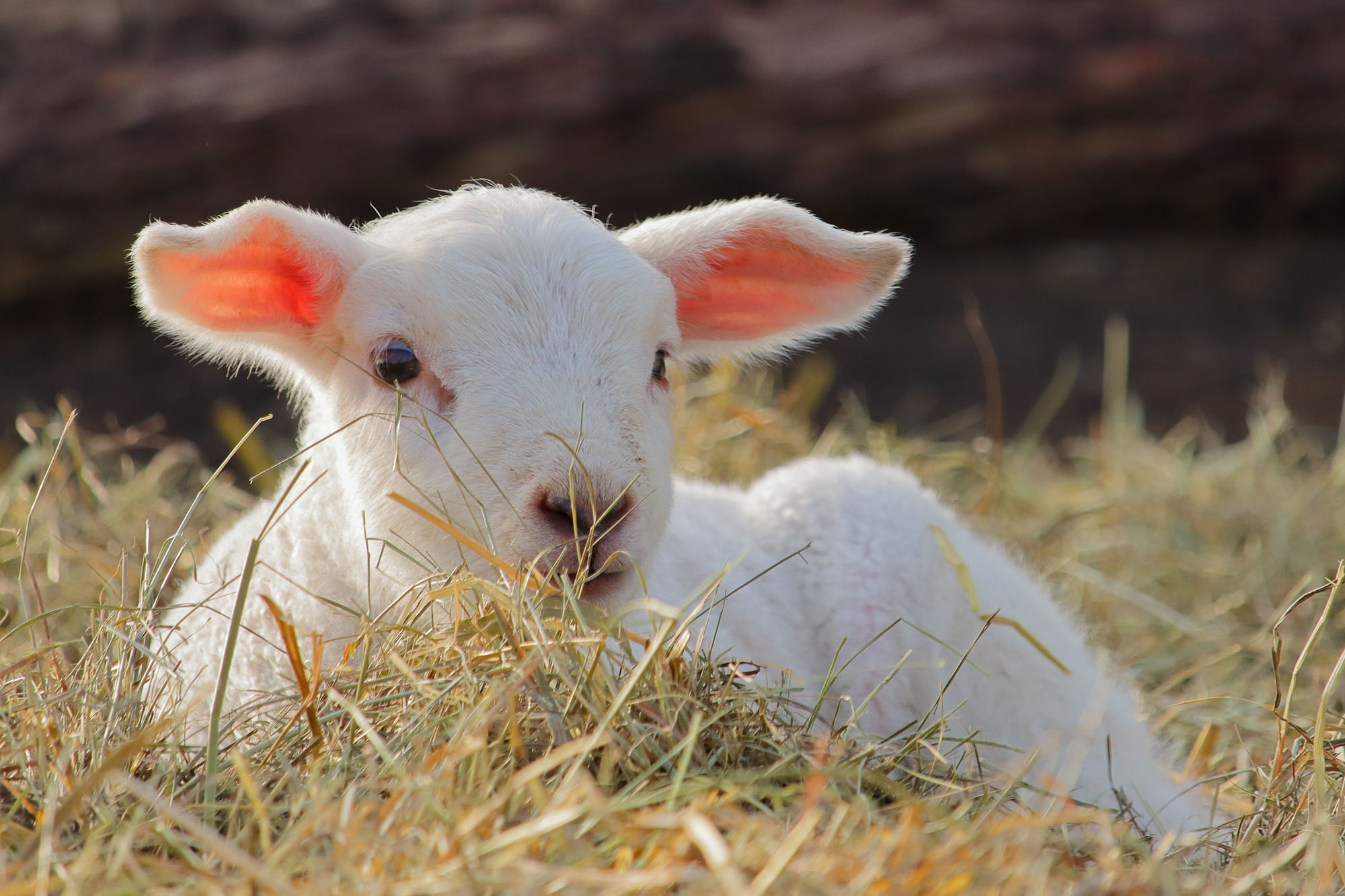 Lamm weiss im Stroh