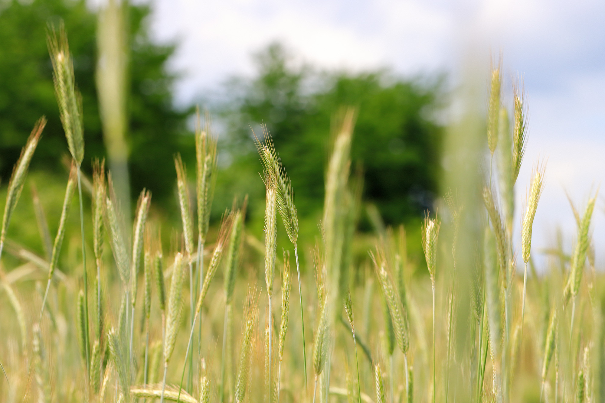 Weizenähren im Wind