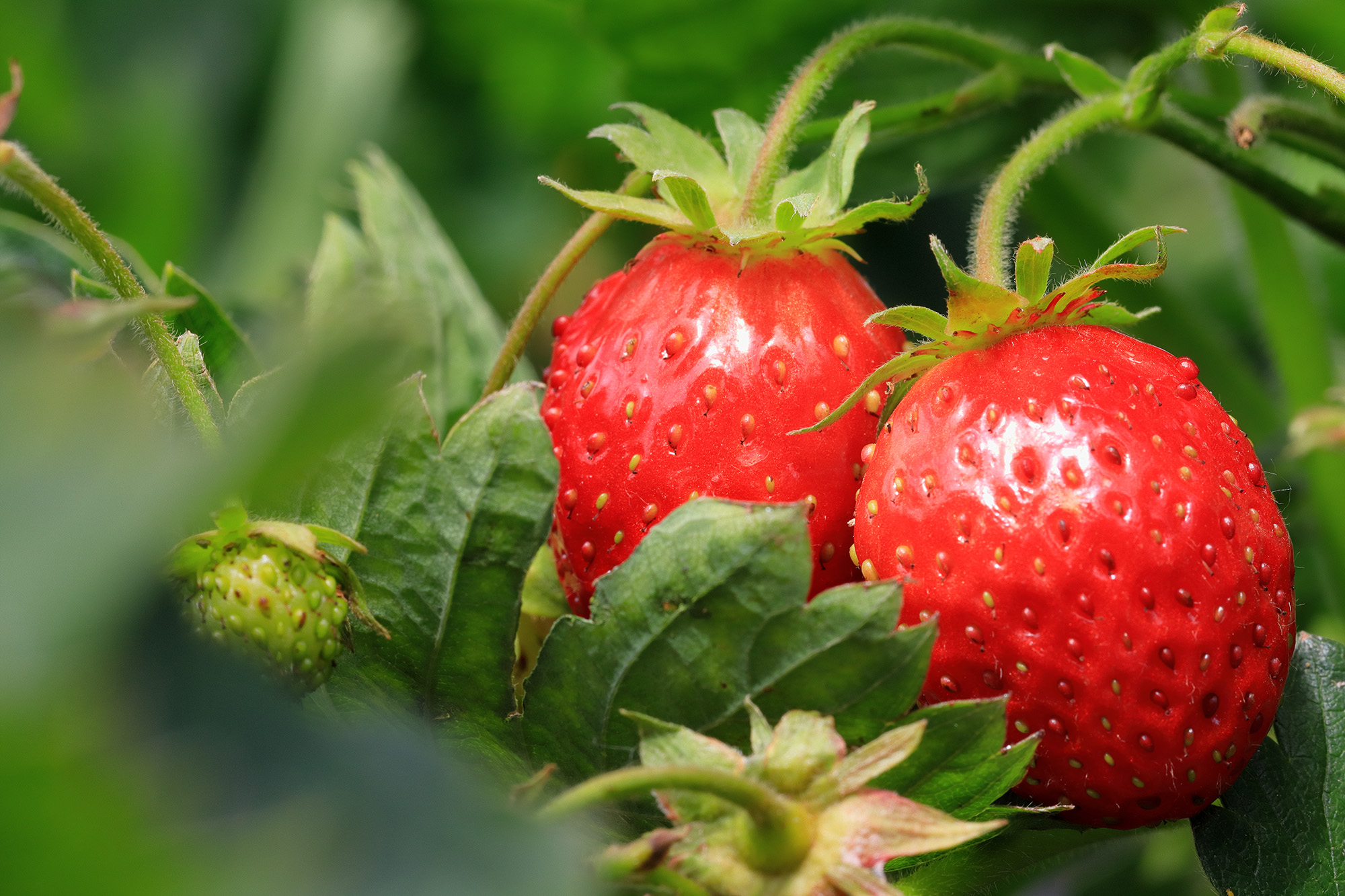 Zwei Erdbeeren Detailaufnahme