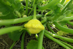 Zucchini "Sunburst"