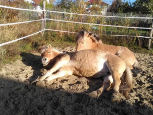 Pferde liegen in der Sonne im Sand