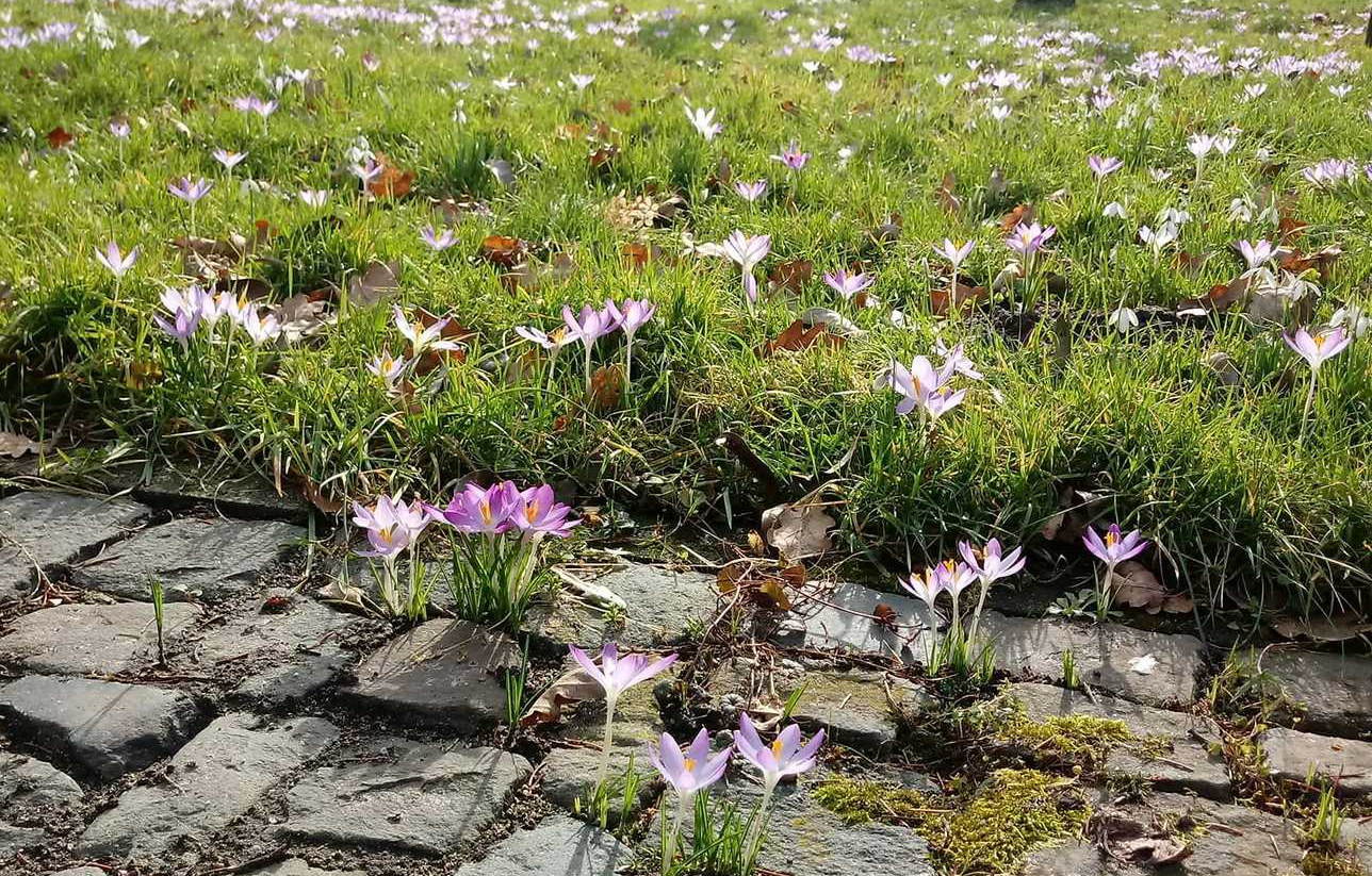 Krokusse blühen auf einer Wiese