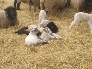 Sechs Lämmer kuscheln sich zusammen