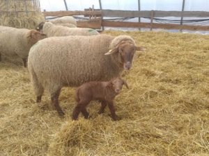 Lamm mit Mutterschaf