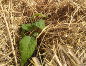 Tomatenpflanze frisch gepflanzt