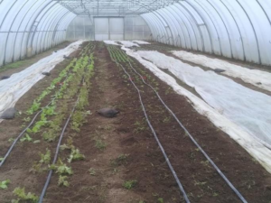 Feldsalat, andere Salate, Spinat, Winterkresse, Postelein, teils unter Frostschutzvlies