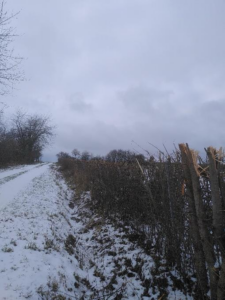 geschnittene Hecke im Schnee