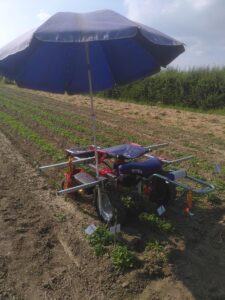 Beetflieger mit Sonnenschirm