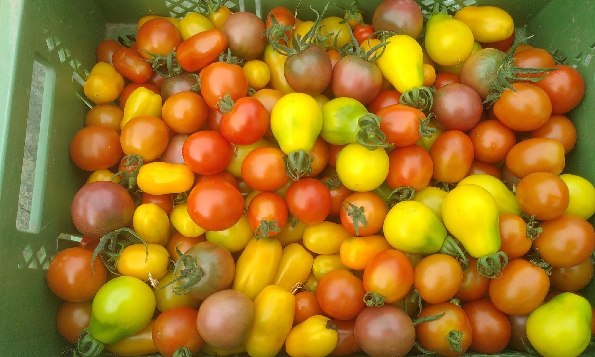 Kiste mit bunten Cherrytomaten