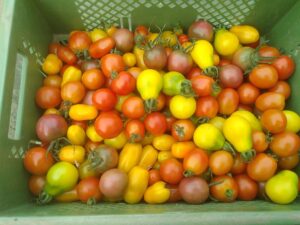 Kiste mit bunten Cherrytomaten