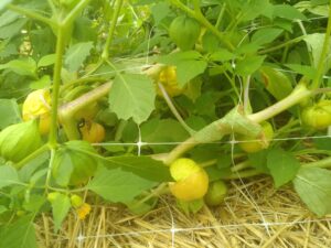 Tomatillo-Frucht an der Pflanze